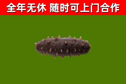 临沂市烟酒回收干海参.jpg